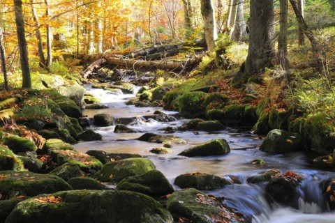 The Kleine Ohe in the Bavarian Forest, in autumn.mountain creek, Kleine Ohe, Bavarian Forest