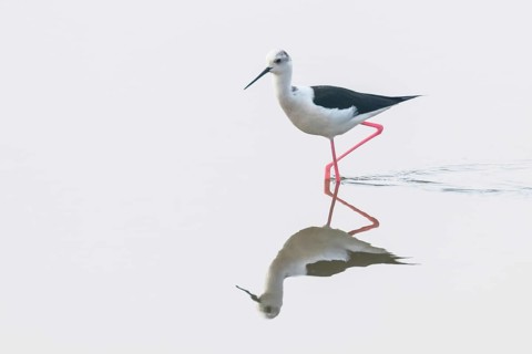 Black-Winged Stilt in Shallow Water Reflection (Himantopus himantopus) Wader Bird Stilt
