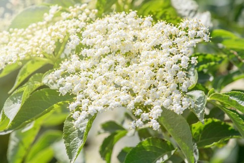 Elder flowers. Elderberry blossom