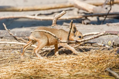 Patagonian Mara (Dolichotis patagonum) Large Sort of Rabbit