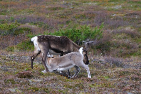 Young reindeer, the drink