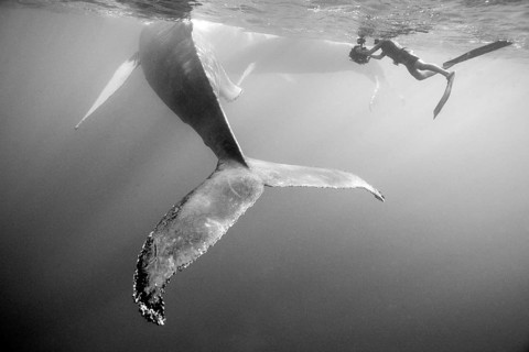 Humpback whale and underwater photographer, Megaptera novaeangliae, Silver Bank, Atlantic Ocean,