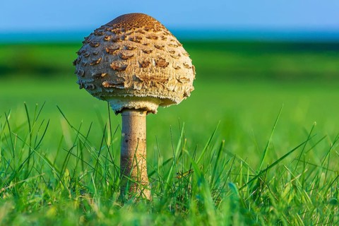 Umbrella mushroom