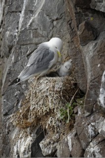 Black-legged kittiwake (Rissa tridactyla) and hatchling on nest, Borgafjoerdur eystri, Iceland,