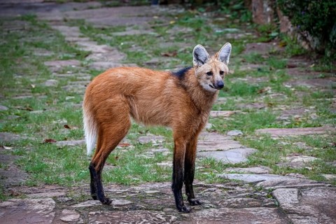 Maned wolf on a pathway of Sanctuary Caraça, facing to camera, Minas Gerais, Brazil, South America