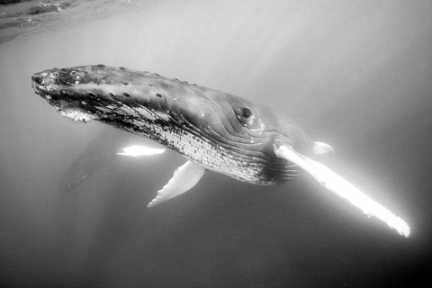Humpback whale, Megaptera novaeangliae, Silver Bank, Atlantic Ocean, Dominican Republic, Central