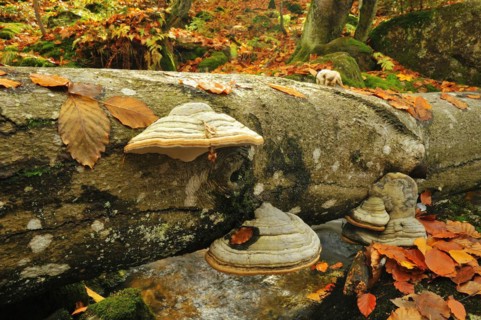 The Kleine Ohe in the Bavarian Forest, in autumn.mountain creek, Kleine Ohe, Bavarian Forest