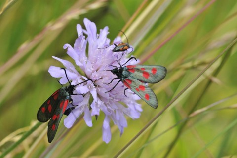 Six-spot burnet mating time