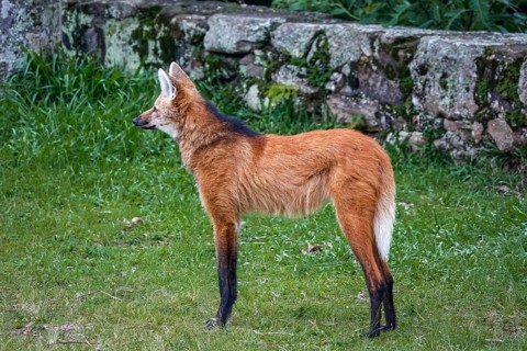 Side view of a Maned wolf on grassy grounds of Sanctuary Caraça, stone wall in background, Minas