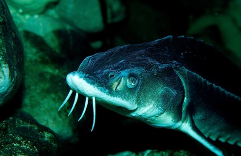 Waxdick, Russian sturgeon, sturgeon, Acipenser gueldenstaedti, Acipenser güldenstaedti, Romania,
