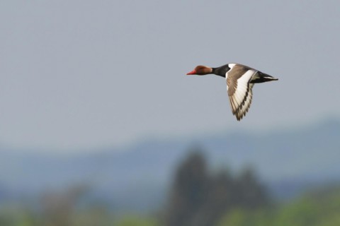 Kolbente, Netta rufina, Red-crested Pochard, Europe, Europa