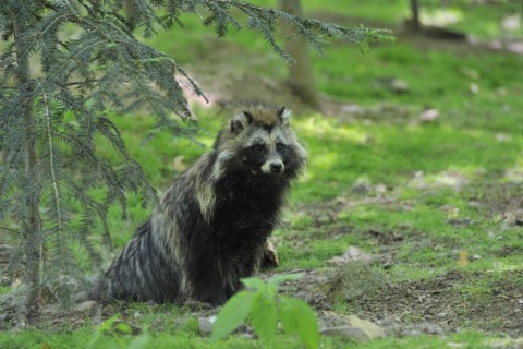 Raccoon dog (Nyctereutes procyonoides) raccoon dog (Nyctereutes procyonoides)