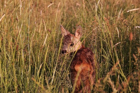 Young fawn