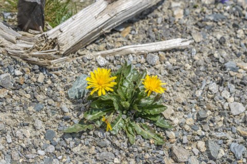 Swiss dandelion (Leontodon helveticus), Hohe Tauern National Park, Zell am See, Salzburg, Austria,