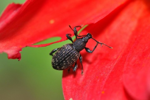 Furrowed weevil on a dahlia. Otiorhynchus sulcatus on a flower
