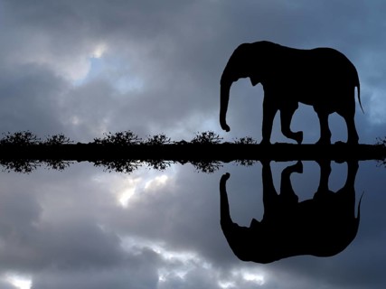 African elephant reflected in the water, Okovango Delta, Botswana, Africa