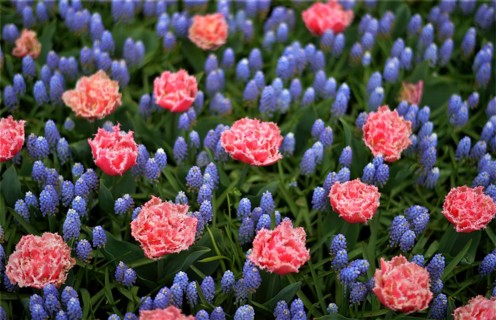 Keukenhof in the Netherlands has long been a magnet for international tourism, but it is