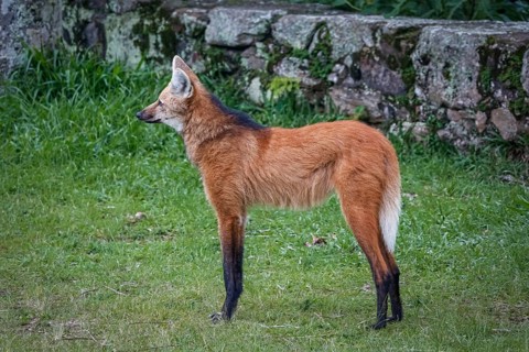 Side view of a Maned wolf on grassy grounds of Sanctuary Caraça, stone wall in background, Minas