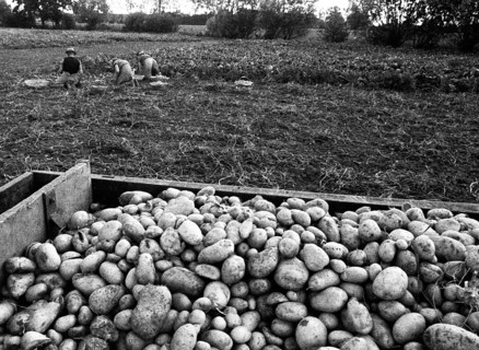 Farmers working in the fields in Muensterland on 10.09.1971, Germany, Europe
