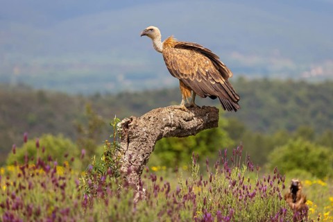 Griffon Vulture, Eurasian Griffon Vulture, Griffon Vulture, Eurasian Griffon, (Gyps fulvu), Vautour