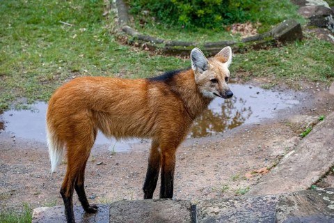 Maned wolf on a pathway of Sanctuary Caraça, turning head to the left, stone wall in background,