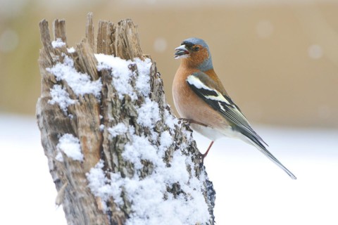 Common chaffinch (Fringilla coelebs) in winter/ Common Chaffinch, common chaffinch (Fringilla