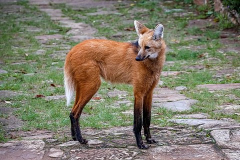 Maned wolf on a pathway of Sanctuary Caraça, turning head to the left, Minas Gerais, Brazil, South