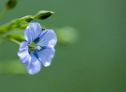 Flax Flower purple blue Prairie Saskatchewan Canada