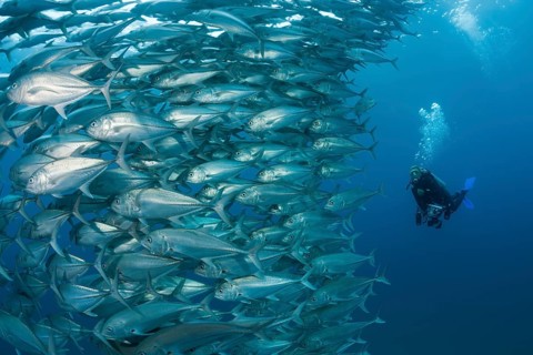 Diver and school of bigeye jacks, Caranx sexfasciatus, Cabo Pulmo, Baja California Sur, Mexico |