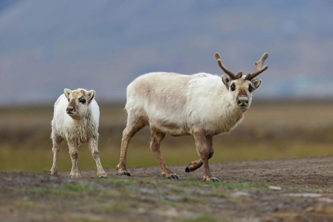 Reindeer, Ren, (Rangifer tarandus), Spitsbergen-Ren, Norway, Spitsbergen, cow with calf,