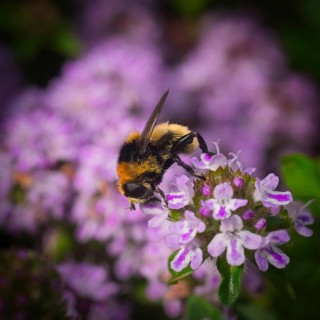 Bee on sand thyme blossoms