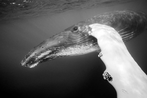 Humpback whale, Megaptera novaeangliae, Silver Bank, Atlantic Ocean, Dominican Republic, Central
