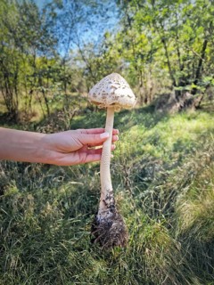 Person hand holding a large parasol mushroom ripped off the ground with visible roots, long stem