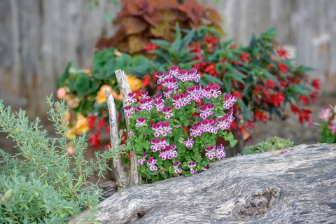 Pelargonium crispum 'PAC Angels Perfume', Federal Republic of Germany
