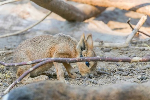 Patagonian Mara (Dolichotis patagonum) Large Sort of Rabbit