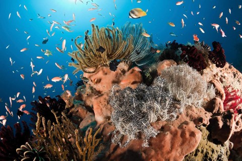 Colourful hair stars in the reef, Comanthina sp., Alam Batu, Bali, Indonesia, Asia