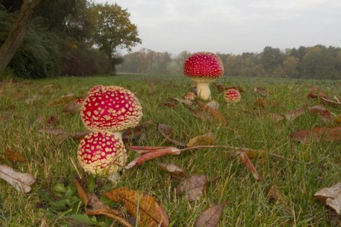 Fliegenpilze auf einer Wiese, Amanita muscaria, Commonly known as the fly agaric on a meadow