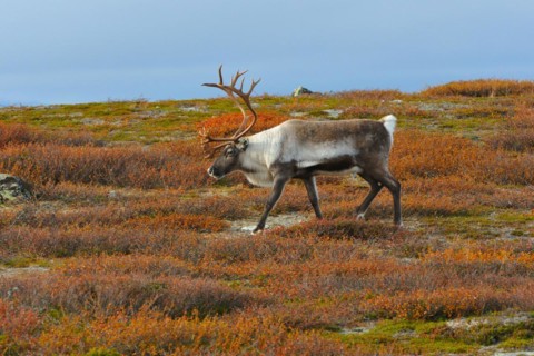 Reindeer in search of food