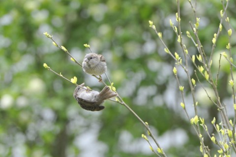 Young house sparrows waiting for food.young sparrow's wait of feeds on a tree trunk