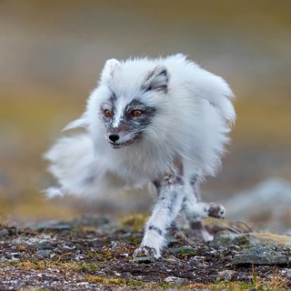 Arctic fox foraging, Arctic fox, (Alopex lagopus), Europe, Norway, Spitsbergen, Longyearbyen,