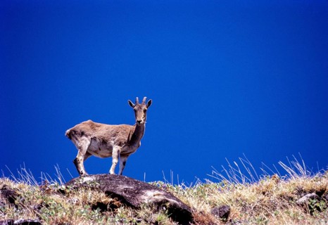 The Nilgiri Tahr (Nilgiritragus hylocrius) in Rajamalai (Eravikulam) National Park, Munnar, Kerala,