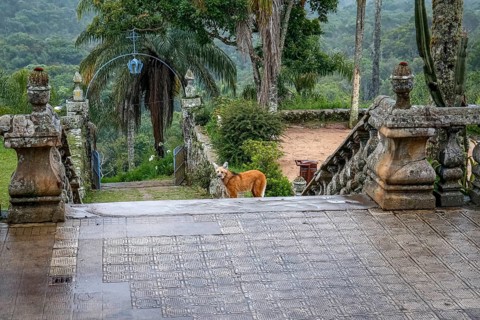 Maned wolf on the stairs to the church entrance of Sanctuary Caraça, Minas Gerais, Brazil, South