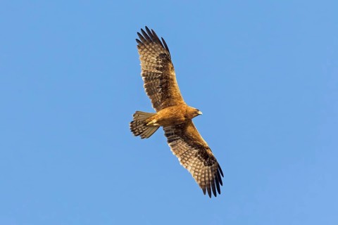 Booted eagle (Hieraaetus pennatus), flight photo, blue sky, Israel, Middle East, Asia