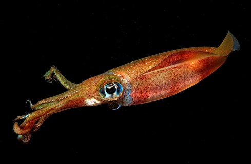Large-fin reef squid at night, Sepioteuthis lessoniana, Bali, Indian Ocean, Indonesia, Asia