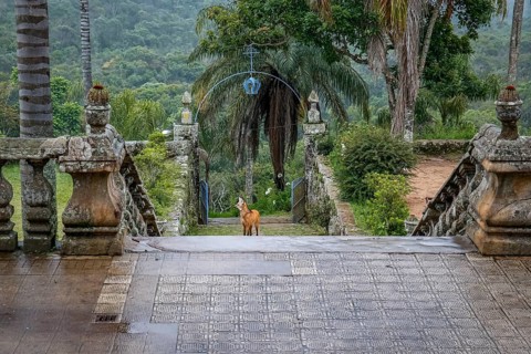 Maned wolf on the stairs to the church entrance of Sanctuary Caraça, facing camera, Minas Gerais,