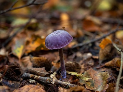 Purple fungus Amethyst Deceiver with fly on cap