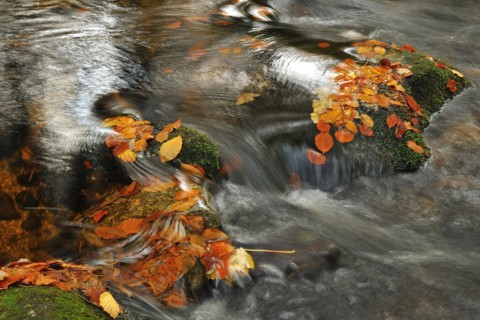 Kleine Ohe torrent with moss-covered rocks in the Bavarian Forest National Park, Bavaria, Germany