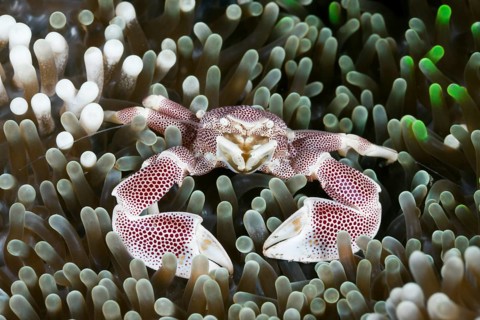 Porcelain crab in anemone, Neopetrolisthes maculatus, Alam Batu, Bali, Indonesia, Asia