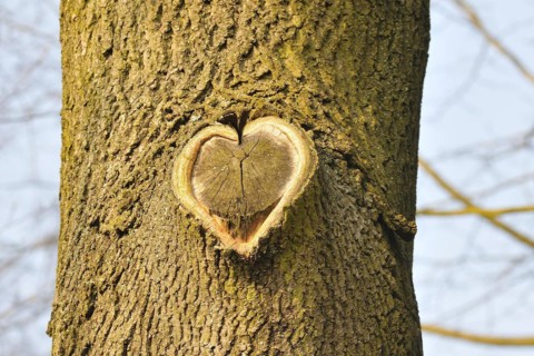 Herz am Baum. Heart on a tree