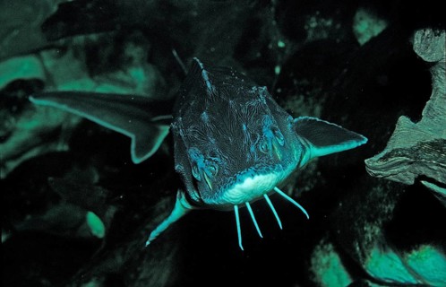 Waxdick, Russian sturgeon, sturgeon, Acipenser gueldenstaedti, Acipenser güldenstaedti, Romania,